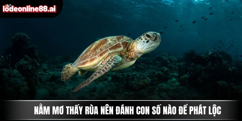 Nằm Mơ Thấy Rùa - Báo Hiệu Điềm Lành Hay Vận May 4 Nằm mơ thấy rùa nên đánh con số nào để phát lộc