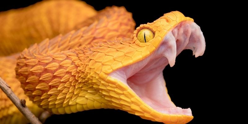 Mơ Thấy Rắn Là Điềm Gì? Giải Mã Chi Tiết Từng Trường Hợp 3 Các trường hợp mơ thấy rắn phổ biến nhất