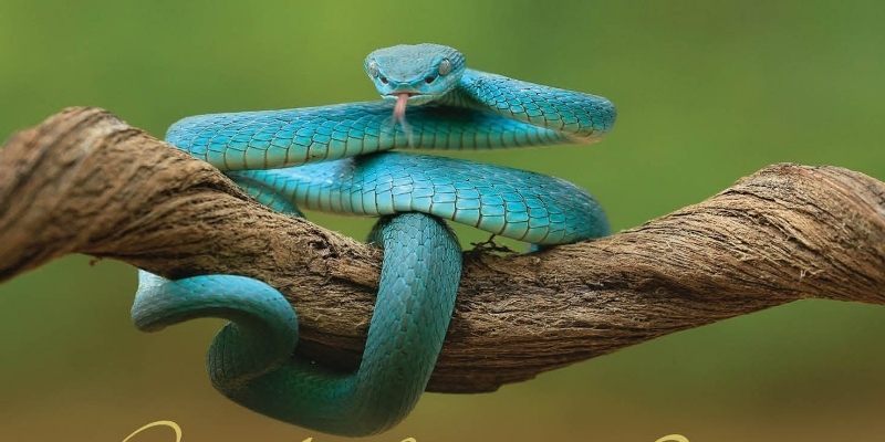 Mơ Thấy Rắn Là Điềm Gì? Giải Mã Chi Tiết Từng Trường Hợp 2 Hình ảnh rắn xuất hiện trong giấc mơ