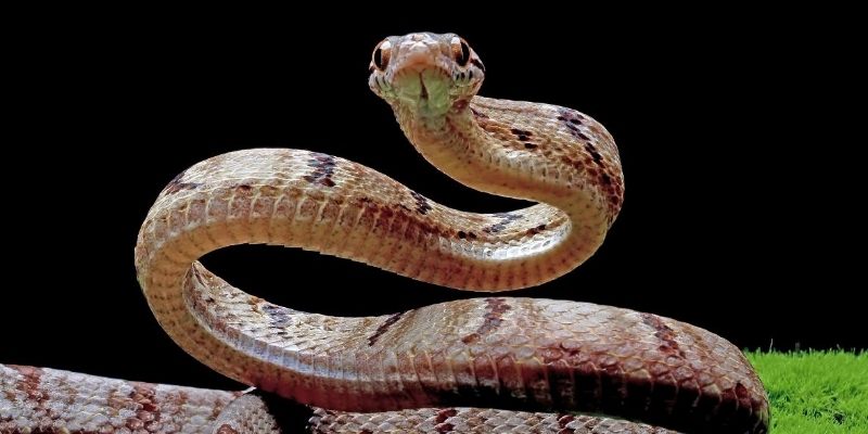Mơ Thấy Rắn Là Điềm Gì? Giải Mã Chi Tiết Từng Trường Hợp